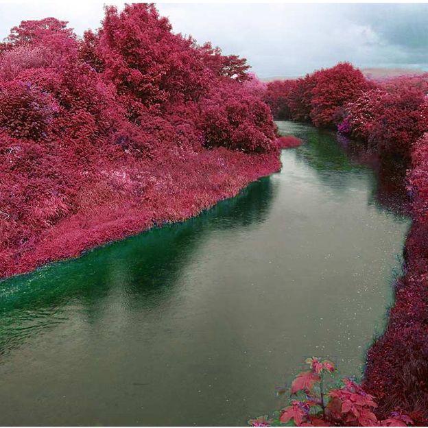 Учёные в поисках внеземной растительности