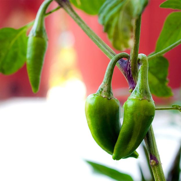 The fish pepper was grown by enslaved African Americans in the 19th Century (Credit: Cristian Storto/Alamy)