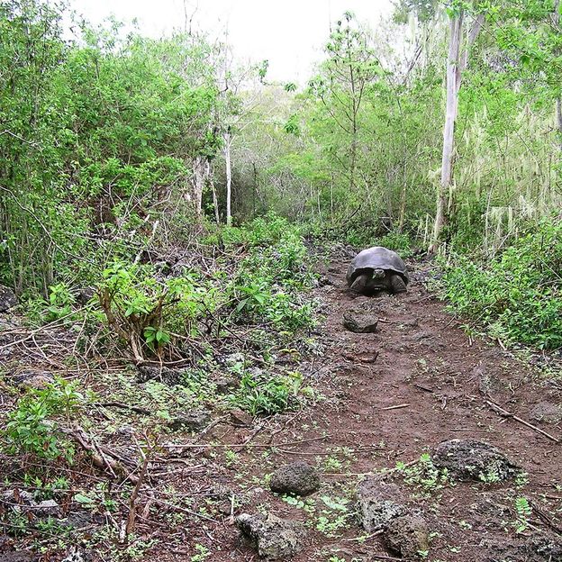 Giant tortoises clear trails as they travel across the island (Credit: Iniciativa Galápagos)