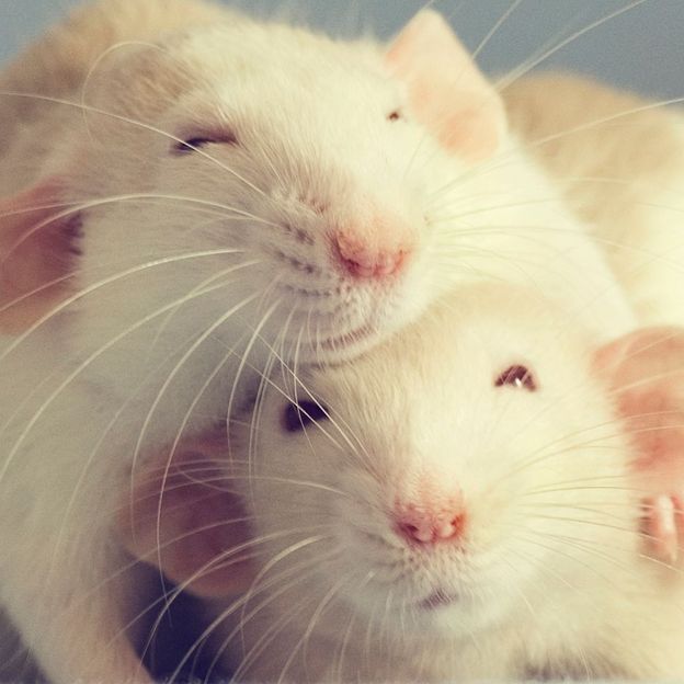 Rats have been observed emitting a high-pitch "giggle" when tickled (Credit: Getty Images)