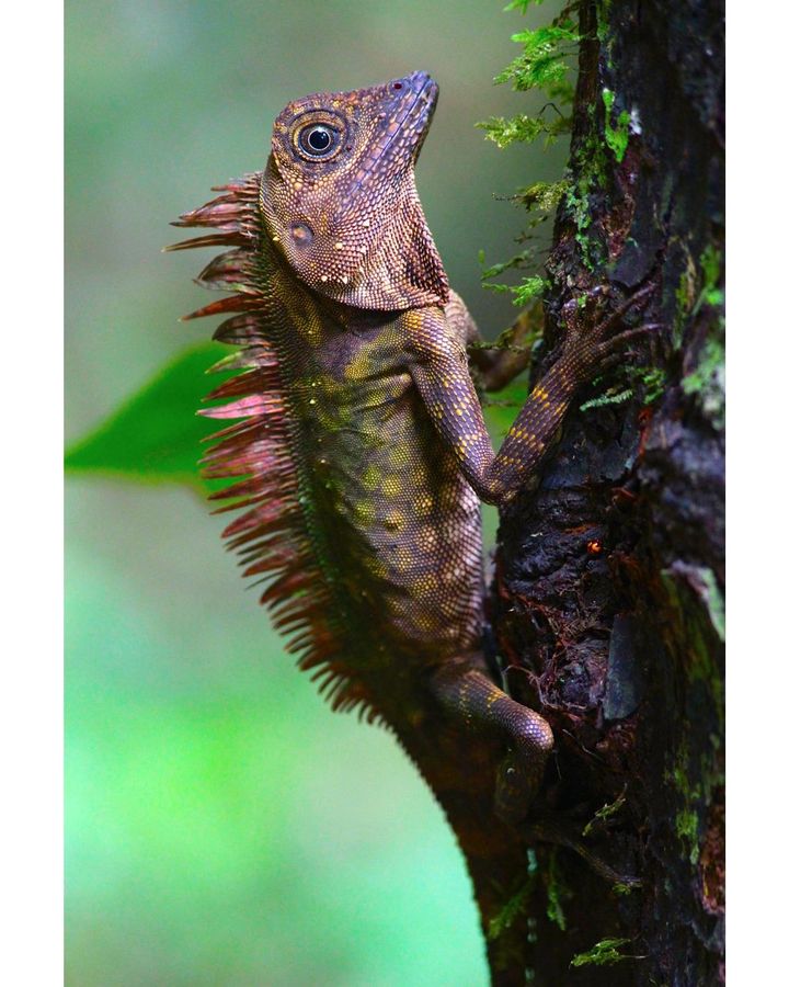 Blue-eyed lizard, Gunung Mulu National Park, Sarawak, Malaysia by Graeme Green (Credit: Graeme Green) Blue-eyed lizard, Gunung Mulu National Park, Sarawak, Malaysia by Graeme Green (Credit: Graeme Green)