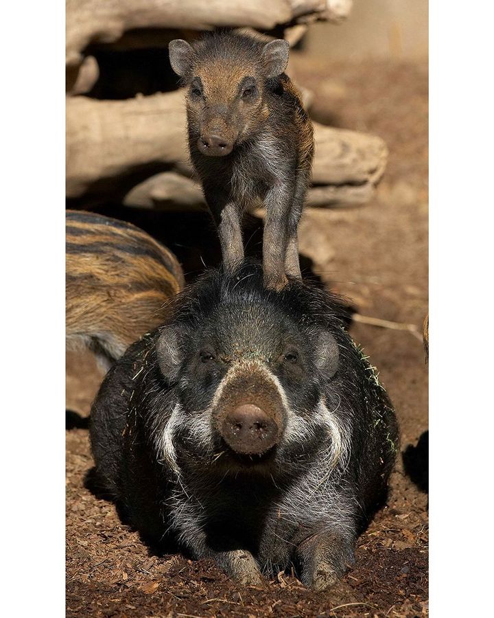 The Visayan warty pig, pictured here in captivity, is critically endangered with population numbers on the decline in the wild (Credit: Alamy)
