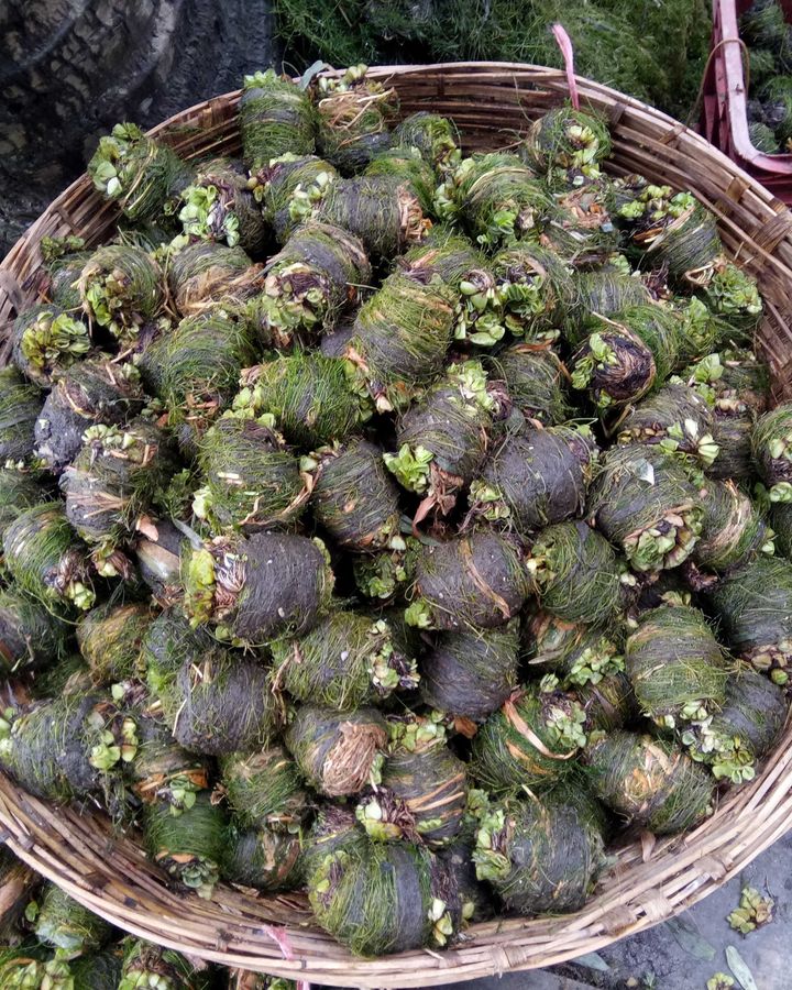 Small balls of seedlings are germinated before they are installed in their floating garden beds (Credit: Fahmida Akter)