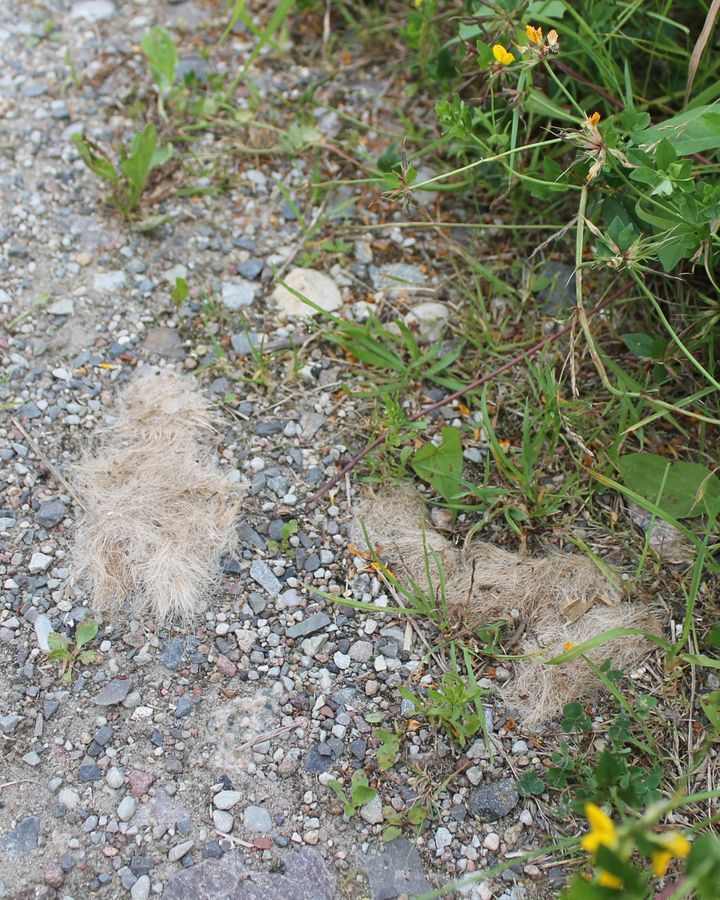The remnants of wolf droppings show the presence of these divisive animals in Germany near the Polish border (Credit: Jessica Bateman)