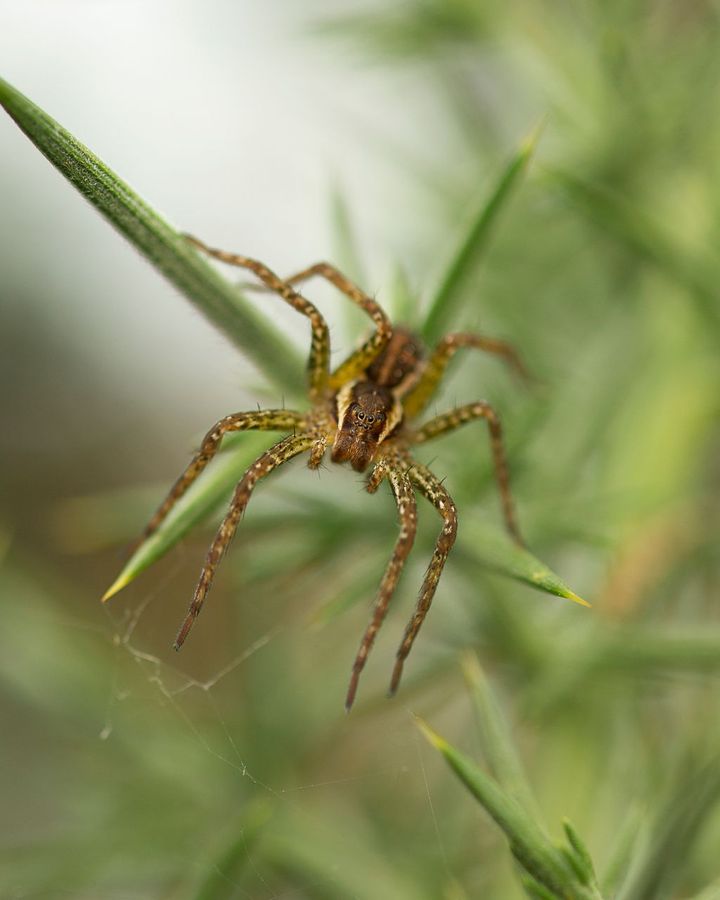 A raft spider, Ireland's largest arachnid, is finding a new home amid restored bogs (Credit: Tina Claffey Photography)