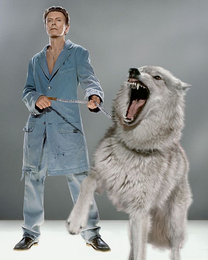 In 2002, Markus Kinko created stunning composite images of Bowie with wild wolves for a GQ magazine shoot (Credit: Markus Kinko)