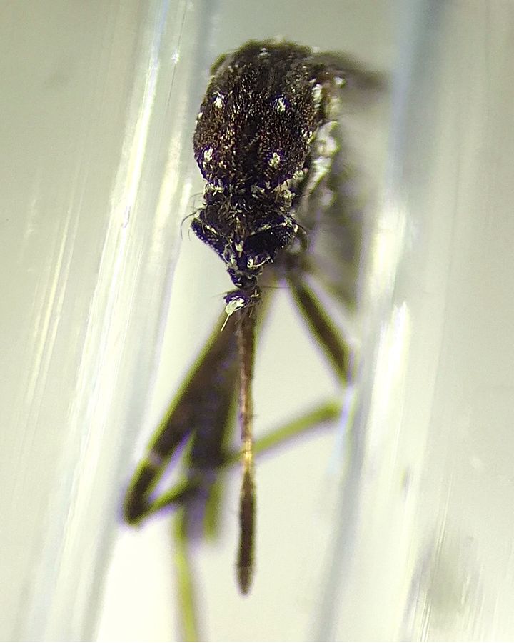 The Aedes vittatus found in Cuba, shown here, has never been seen in the western hemisphere until now (Credit: Ben Pagac)