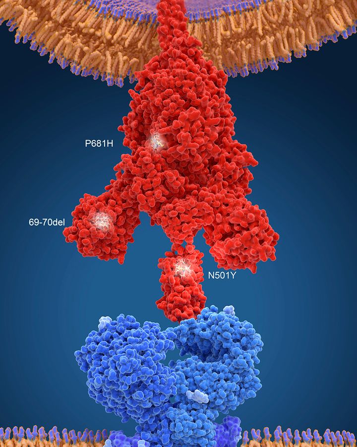 The new British variant of Covid-19 has several mutations on the spike protein that allows the virus to bind to human cells (Credit: Science Photo Library/Getty Images)