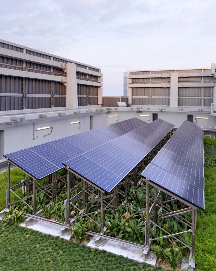 Growing vegetation beneath solar panels helps to cool both the building below and the solar panels above (Credit: Swire Properties) Growing vegetation beneath solar panels helps to cool both the building below and the solar panels above (Credit: Swire Properties)