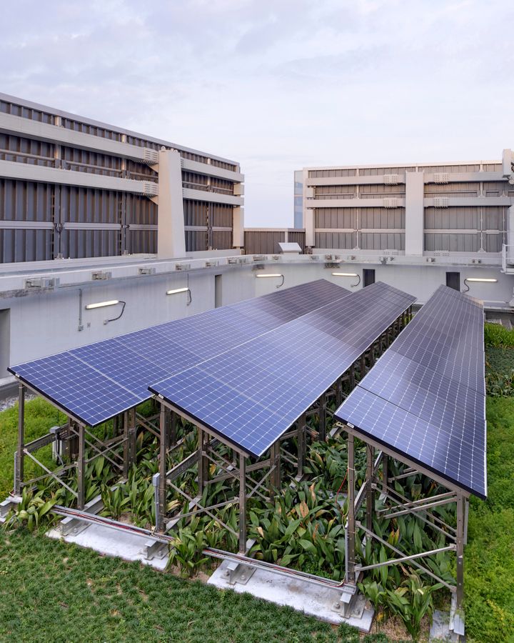 Growing vegetation beneath solar panels helps to cool both the building below and the solar panels above (Credit: Swire Properties)