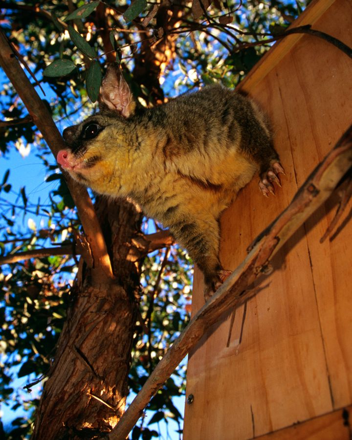 Possums are protected in Australia, but as they live in close quarters to humans, the risk of diseases is increasing (Credit: Getty Images)