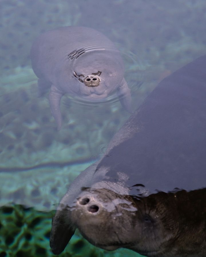Numbers of the African manatee, pictured here in captivity, are in decline (Credit: Getty Images)