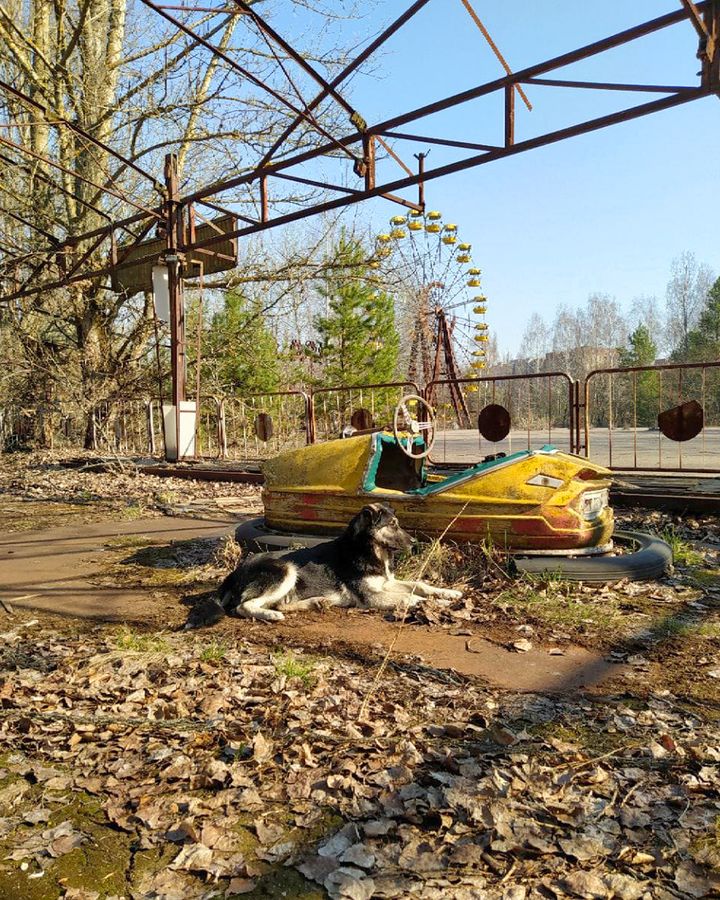 The guards used disposable cameras to capture the dogs' daily behaviour in Pripyat amusement park near Chernobyl (Credit: Chernobyl Guards/Jonathon Turnbull)