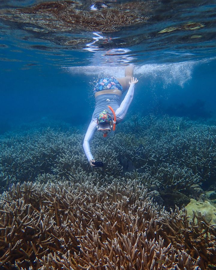 Coral reefs can recover without human intervention, but more slowly. Amid warming seas, they may need all the help they can get (Credit: Fragments of Hope)