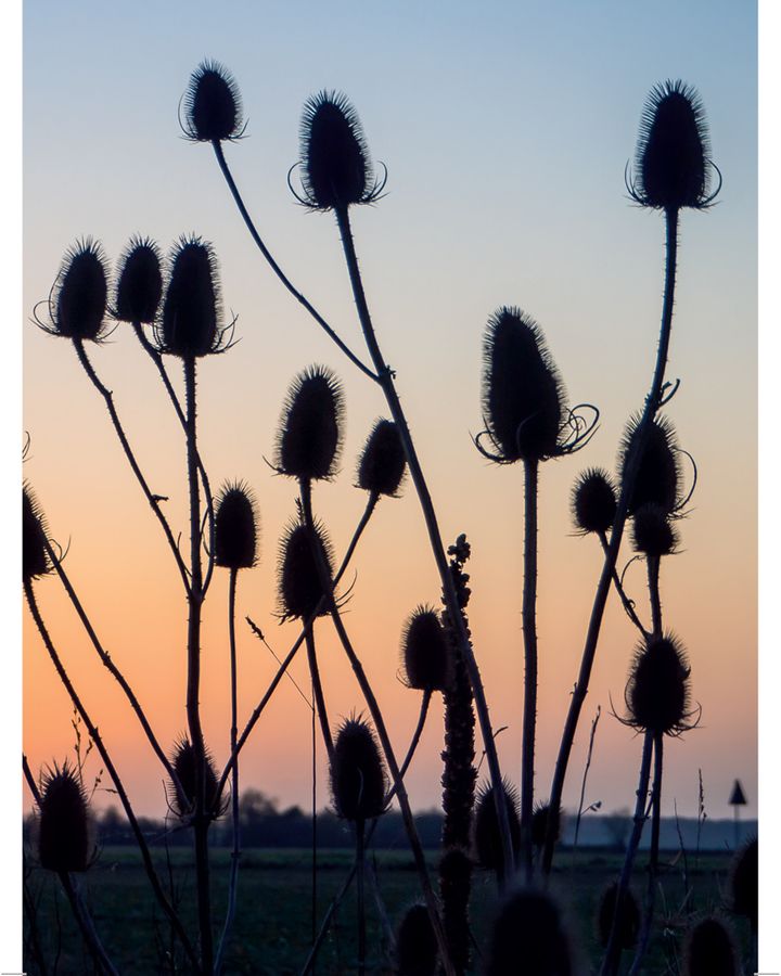 Emma Mitchell’s photographs of naturally occurring fractals, which can be seen in these plants, may help lift our mood when we look at them (Credit: Emma Mitchell)