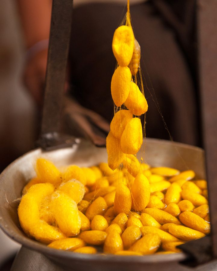 Cambodia's golden silk is spun from the cocoons of golden silkworms (Credit: Golden Silk Pheach)