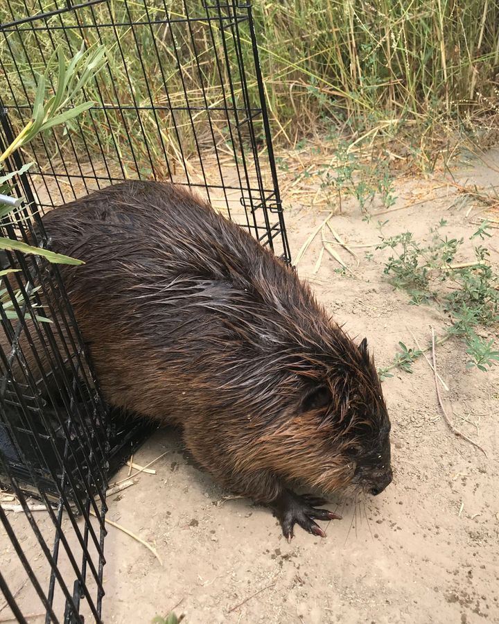 The beavers returning to the desert