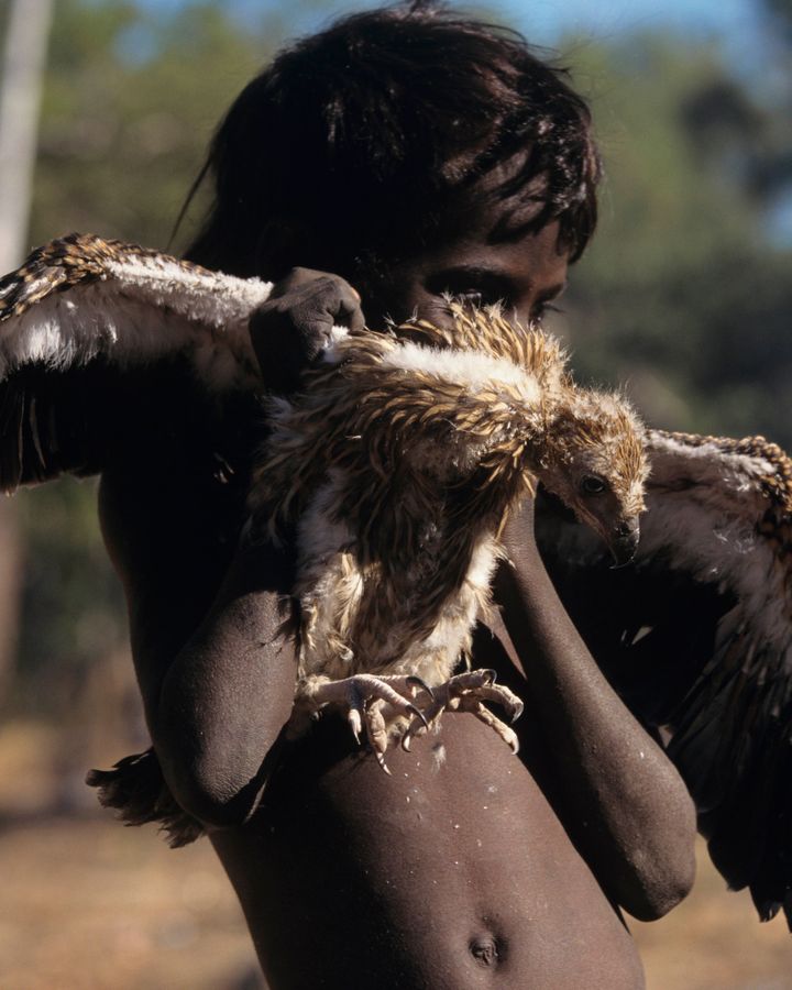 A boy rescues a whistling kite, or firehawk – a bird well known in Aboriginal Australian culture and folklore (Credit: Getty Images)