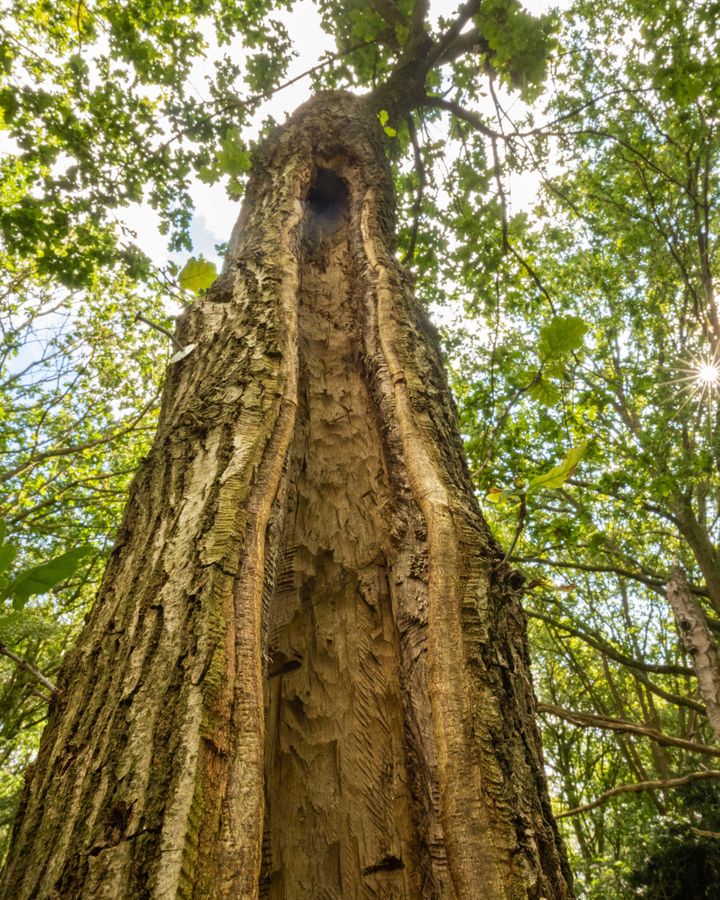 When a tree is artificially hollowed out, it can heal around the cut to imitate the hollowing that often happens naturally with age (Credit: Alex Hyde)