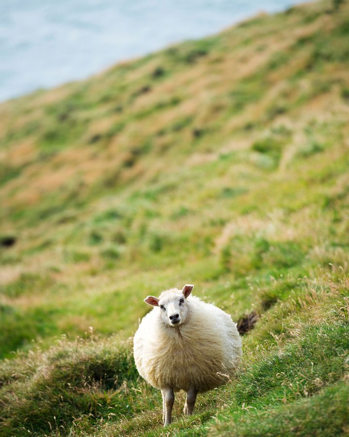 Sheep roam Iceland's island of Heimaey (Credit: Robert Harding/Alamy)
