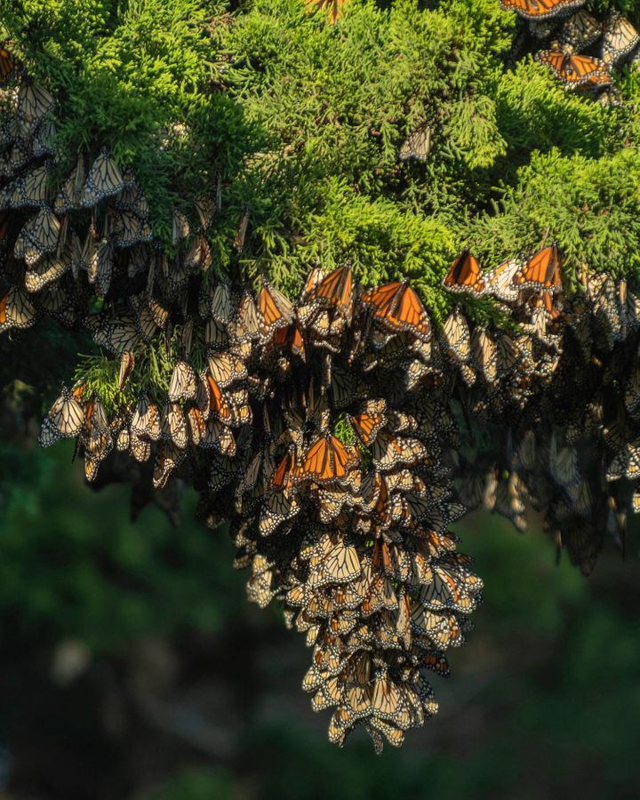 Migratory western monarch butterflies overwinter in Santa Cruz in 2019. The following year their population dropped to less than 2,000 individuals (Credit: Michael Ready)