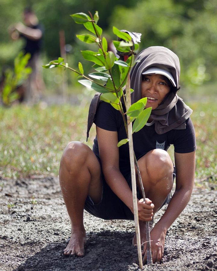Many net zero targets rely upon using schemes such as reforestation to offset carbon emissions from industries that are hard to decarbonise (Credit: Alamy) Many net zero targets rely upon using schemes such as reforestation to offset carbon emissions from industries that are hard to decarbonise (Credit: Alamy)