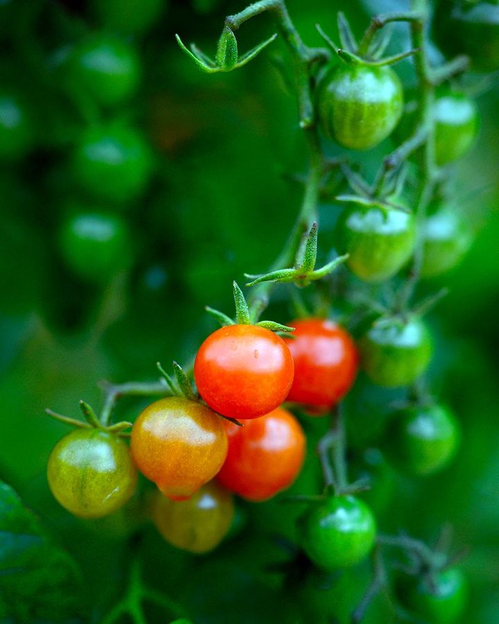 Solanum pimpinellifolium is a wild tomato found in Peru and Ecuador which bears fruit the size of currants (Credit: Alamy)