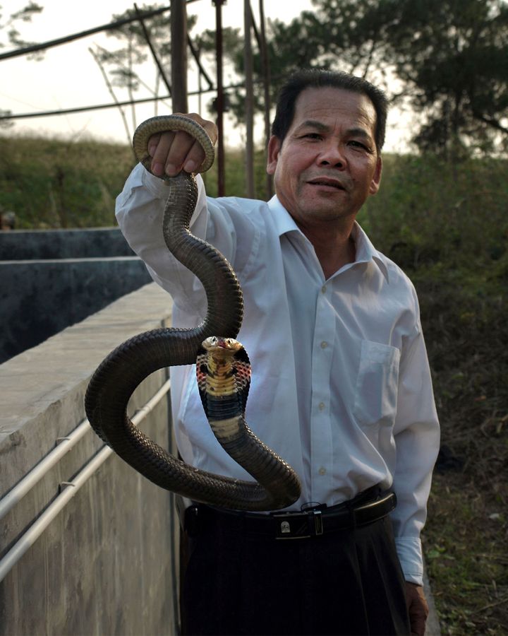 Jiang Weisong, director of the Earthquake Bureau at Nanning, China holding one of the snakes that he thinks may help to predict earthquakes (Credit: BBC Horizon)