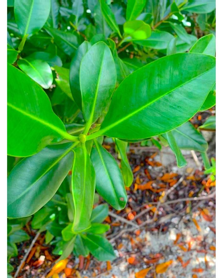 Young red mangroves grow in Ashton Lagoon (Credit: SusGren)