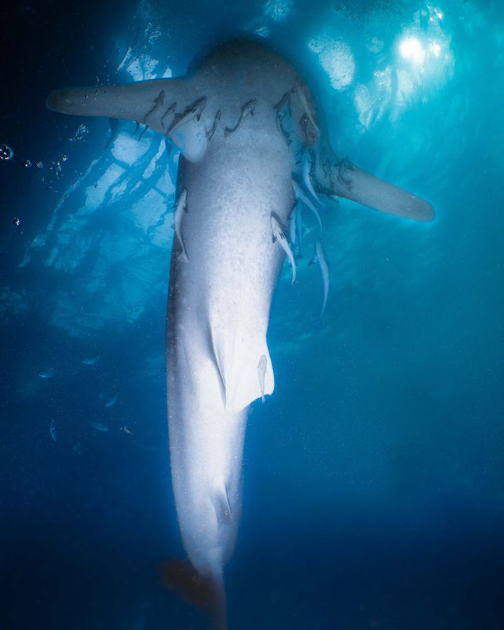 Whale sharks feed each morning beneath the Bugis' nets, sucking small fish through the tiny openings (Credit: Peter Marshall)