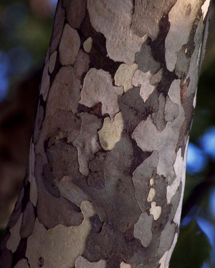 While other city trees' bark used to get choked up with smog, London plane trees simply sloughed theirs off (Credit: Getty Images)