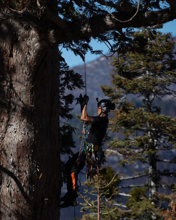 Rip Tompkins from the Archangel Ancient Tree Archive climbs a Giant Sequoia in Sequoia Crest, California (Credit: Ethan Swope)