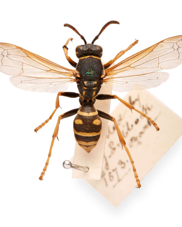 Lubbock's wasp, described by one journalist as "a little gentleman in a brown overcoat, with black and yellow nether garments" (Credit: Alamy)