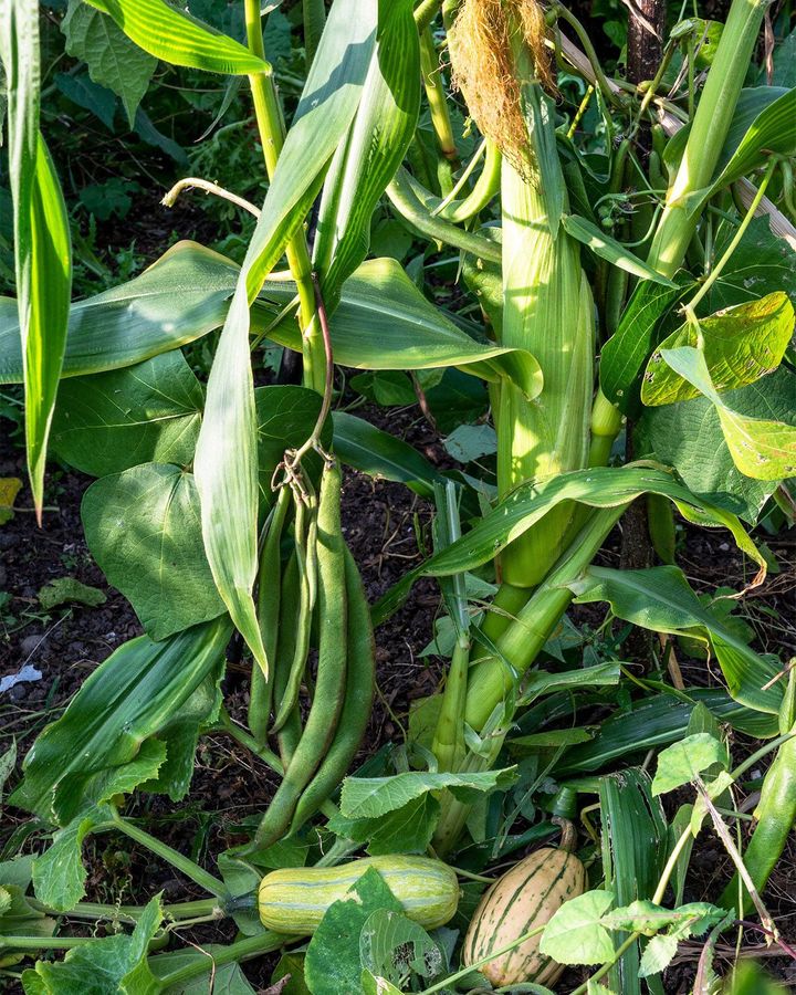 The "three sisters" are planted together with a technique called intercropping (Credit: Maggie Sully/Alamy)