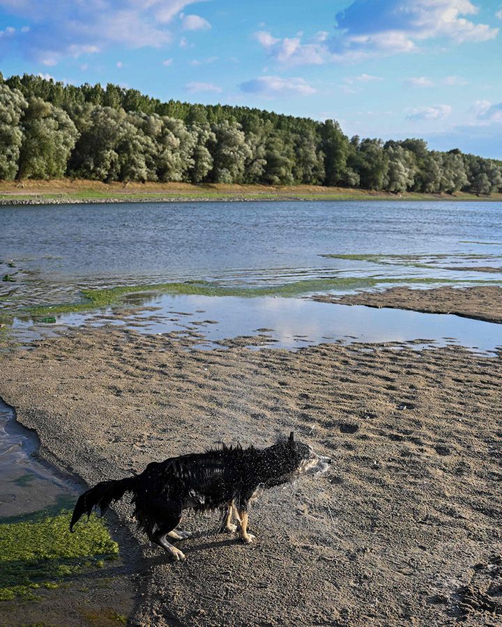 People and animals have played on the new landscape, but the dropping river levels will create huge problems for the region’s farmers (Credit: Daniel Mihailescu/AFP/Getty Images)