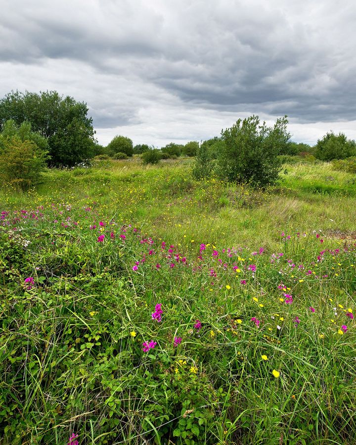 Although the site is just 30 miles from central London, it feels like a wilderness (Credit: Gordon Scammll/Alamy)