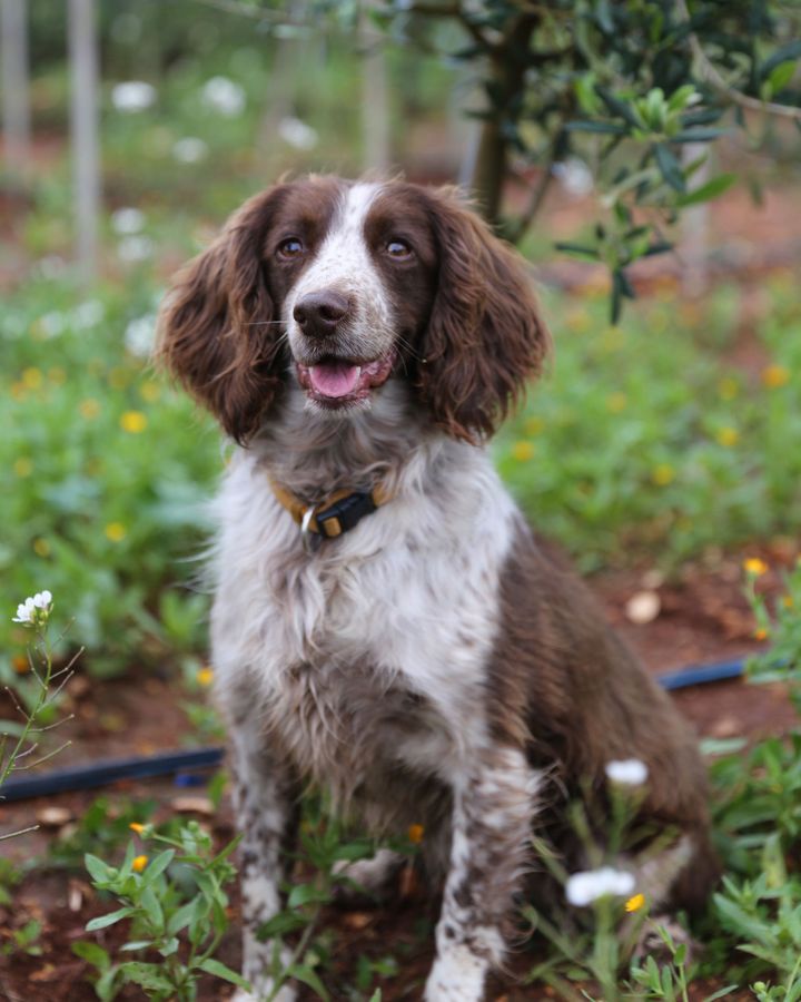 The Labrador is not the only breed to make an excellent super-sniffer, as Ellis the seven-year-old springer spaniel can attest (Credit: Agostino Petroni)