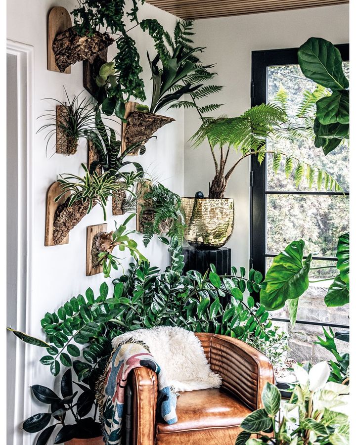 Indoor plants mounted on a wall create a piece of 'living art', according to Hilton Carter (Hilton Carter/ CICO Books)