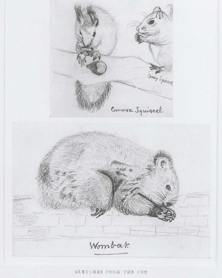 A wombat in Three Animals Studies by Christina Rossetti, one of the many exotic pets kept by Dante Gabriel Rossetti in his Cheyne Walk residence (Credit: Alamy)