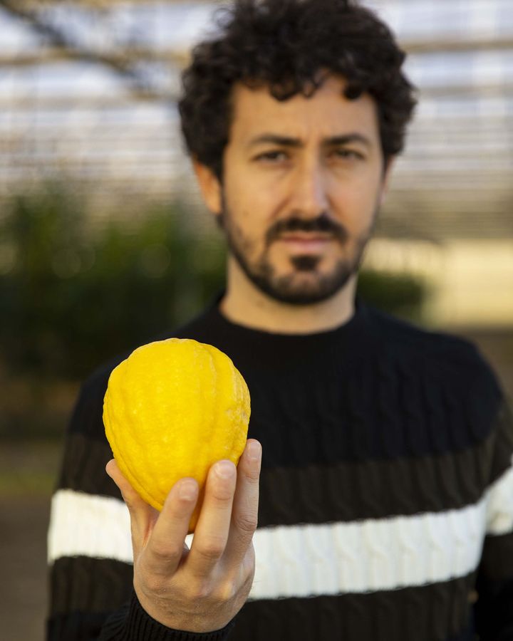 The citron is a historic fruit in the south of Italy, with ritual significance in Judaism, and is also prized for its perfume (Credit: Agostino Petroni)