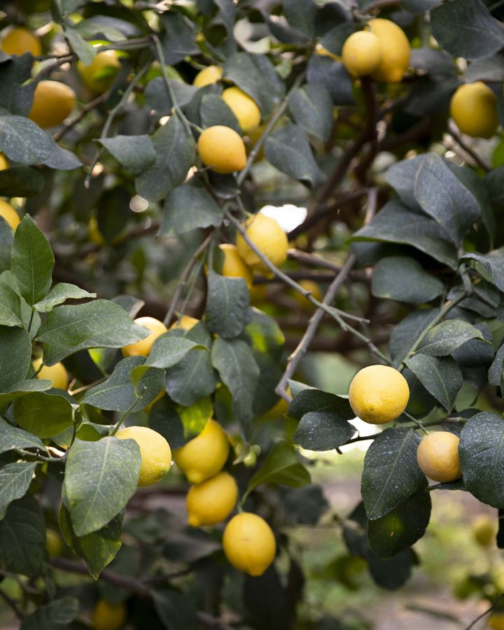 Both lemon trees and citron trees have benefitted from the relative cool and shade beneath the solar panels (Credit: Agostino Petroni)