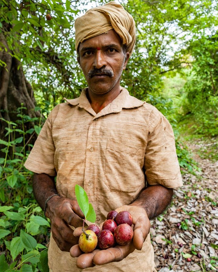 Red-purple kokum fruits are harvested around April and May (Credit: Dinodia Photos/Alamy)