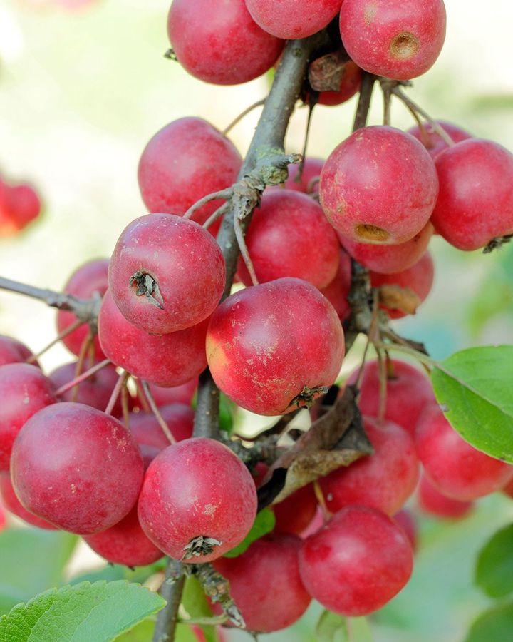 The first recorded production of cider was made from native European crab apples (Credit: Matthew Taylor/Alamy)