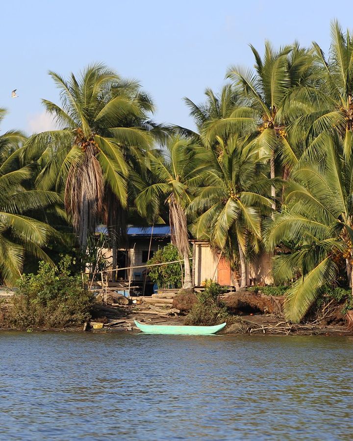 The Esmeraldas coast of Ecuador, which boasts jungle, rugged beaches and coconut trees, isthe home of the blue crab (Credit: Pilar Egüez Guevara)