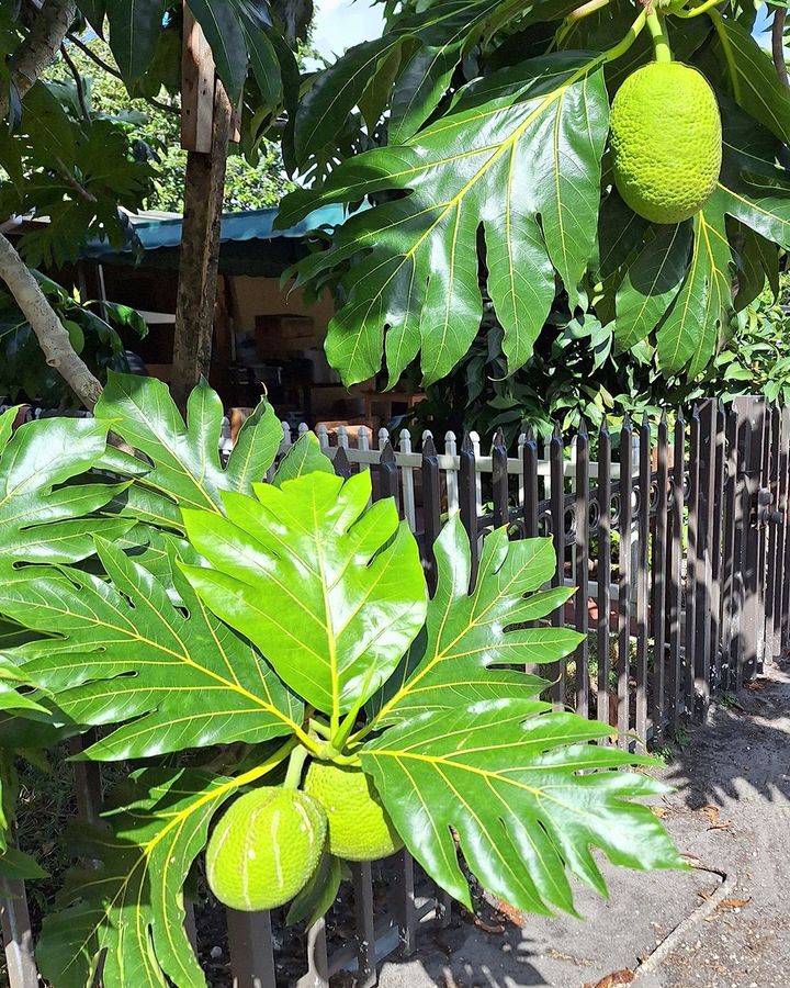 Árvores de fruta-pão podem ser encontradas em toda a Jamaica e seus frutos são um alimento básico na culinária (Crédito: Dr. Ken Banks)