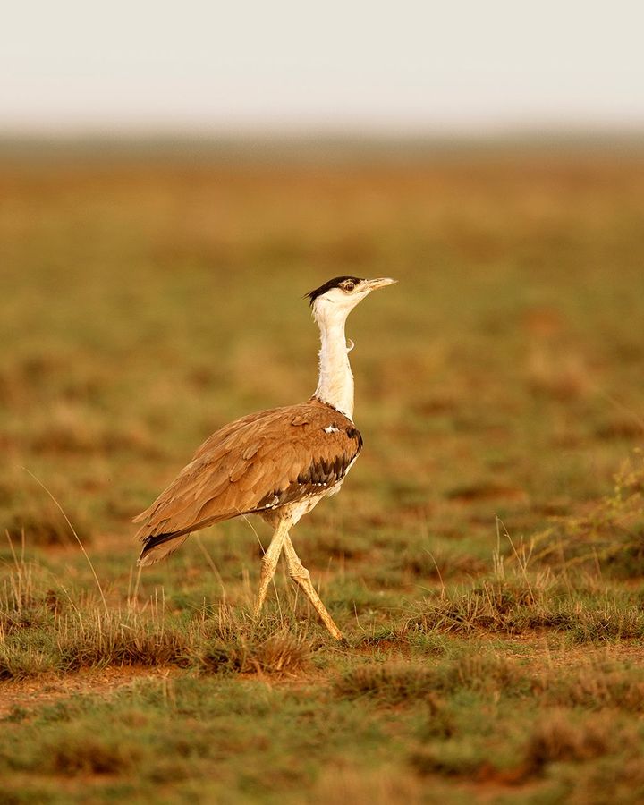 There are barely 120 Great Indian Bustard (godawan) birds left in India (Credit: Godawan Whisky)