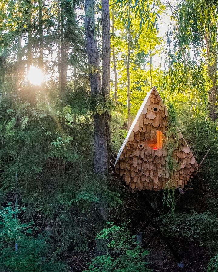 The Bird Hut in British Columbia is suspended 3m high by pines salvaged from a forest fire, its façade covered by bird boxes suitable for different species (Credit: Studio North)