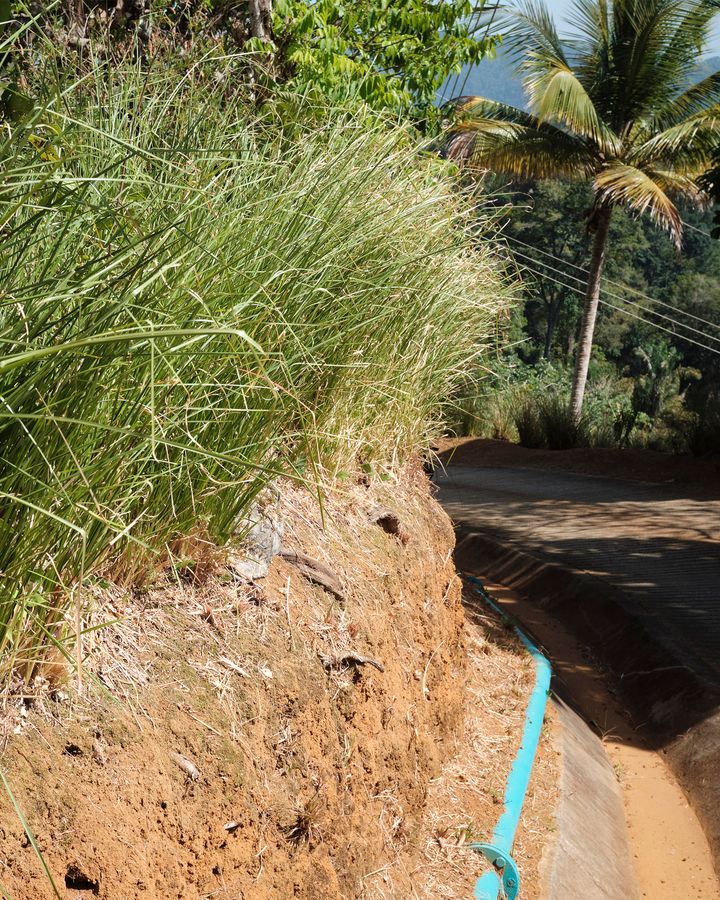 Ahead of hurricane weather, vetiver is stabilising this Caribbean