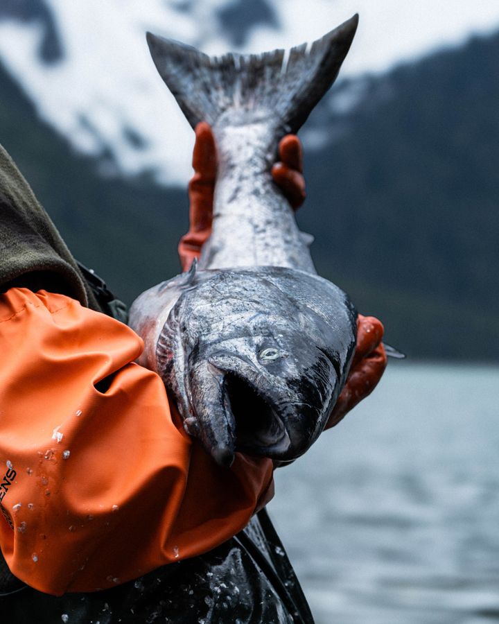 Salmon are sensitive to temperature changes, and are veering to cooler habitats (Credit: Della Stroh) Salmon are sensitive to temperature changes, and are veering to cooler habitats (Credit: Della Stroh)