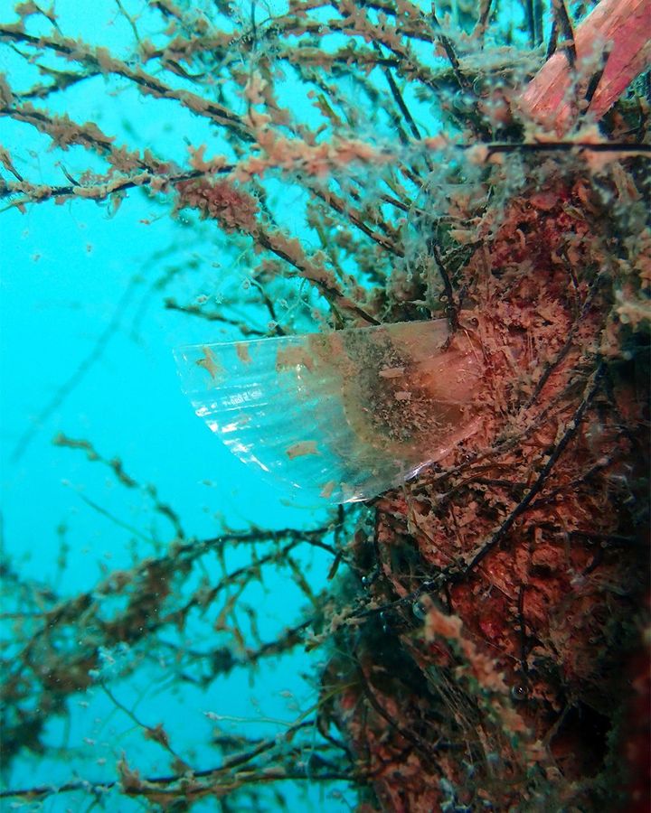 A juvenile noble pen shell in a collector placed near the Croatian coast (Credit: Silvija Kipson) A juvenile noble pen shell in a collector placed near the Croatian coast (Credit: Silvija Kipson)